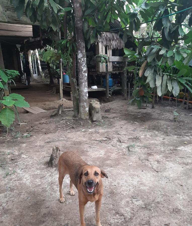 Xingu Camping Site Leticia Dış mekan fotoğraf